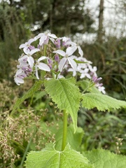 Lunaria