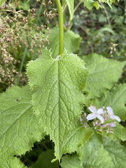 Lunaria