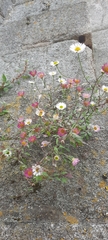 Erigeron karvinskianus