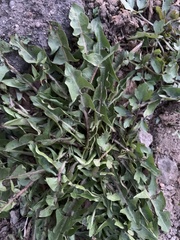 Taraxacum officinale