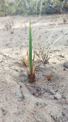 Tritoniopsis antholyza