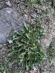 Taraxacum officinale