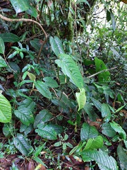 Anthurium longegeniculatum