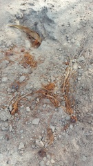 Tritoniopsis antholyza