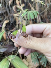 Prosthechea varicosa