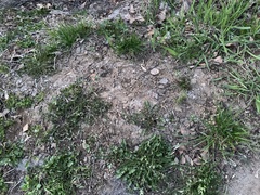 Taraxacum officinale