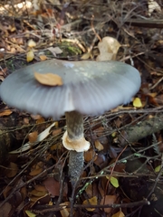 Cortinarius metallicus
