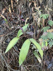 Prosthechea varicosa