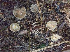 Cortinarius metallicus