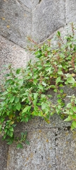 Parietaria judaica