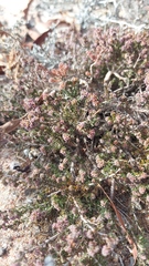 Agathosma corymbosa