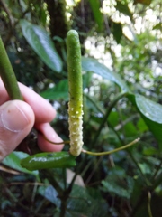 Anthurium longegeniculatum