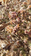 Agathosma corymbosa