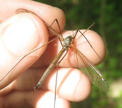 Tipula flavolineata