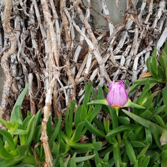 Carpobrotus