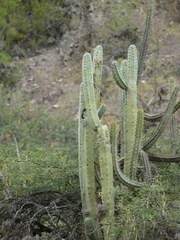 Trichocereus bridgesii
