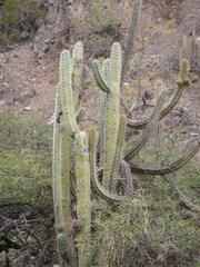Trichocereus bridgesii