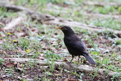 Turdus mandarinus