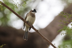 Pycnonotus sinensis