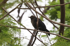 Turdus mandarinus