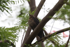 Turdus mandarinus