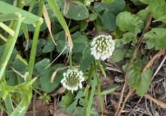 Trifolium repens