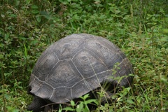 Chelonoidis niger donfaustoi