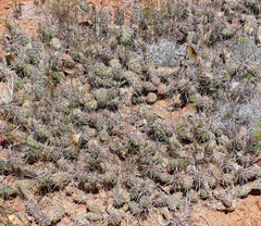 Opuntia fragilis