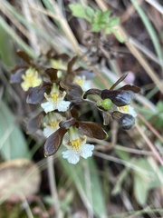 Prosthechea varicosa