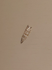 Ephestia columbiella