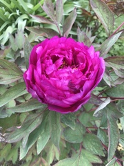Paeonia suffruticosa