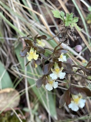 Prosthechea varicosa