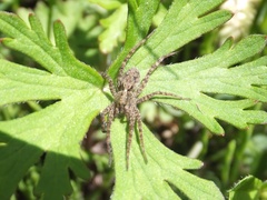 Pardosa astrigera