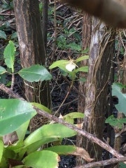 Epidendrum eburneum image