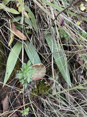 Prosthechea varicosa