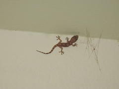 Hemidactylus boavistensis