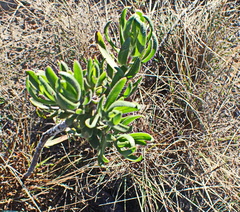 Lobostemon marlothii