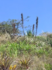 Puya aequatorialis