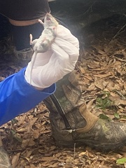 Peromyscus gossypinus