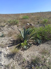 Agave cordillerensis