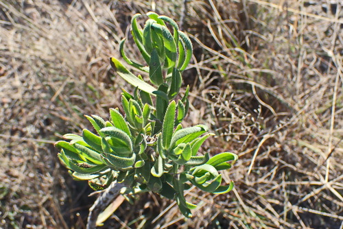 Image of Lobostemon marlothii by no rights reserved