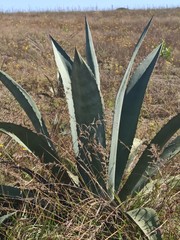 Agave cordillerensis