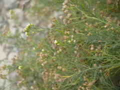 Baccharis boliviensis
