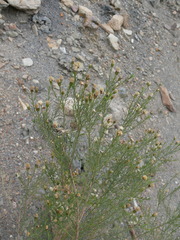 Baccharis boliviensis