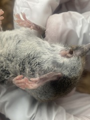 Peromyscus gossypinus