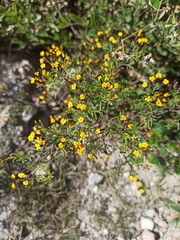 Tagetes multiflora