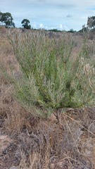 Leucadendron cinereum