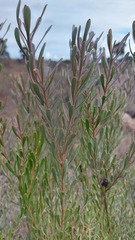 Leucadendron cinereum