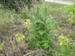 Echinops sphaerocephalus