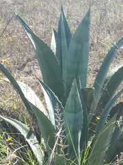 Agave cordillerensis